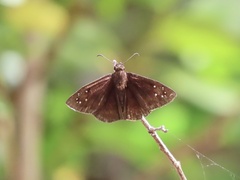 Ephyriades brunnea