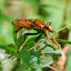 Asilus crabroniformis