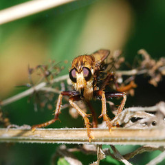 Asilus crabroniformis