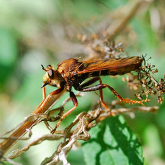 Asilus crabroniformis