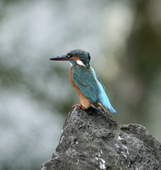 Alcedo atthis bengalensis