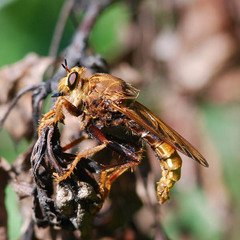 Asilus crabroniformis