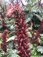 Melianthus major