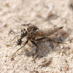 Dysmachus trigonus