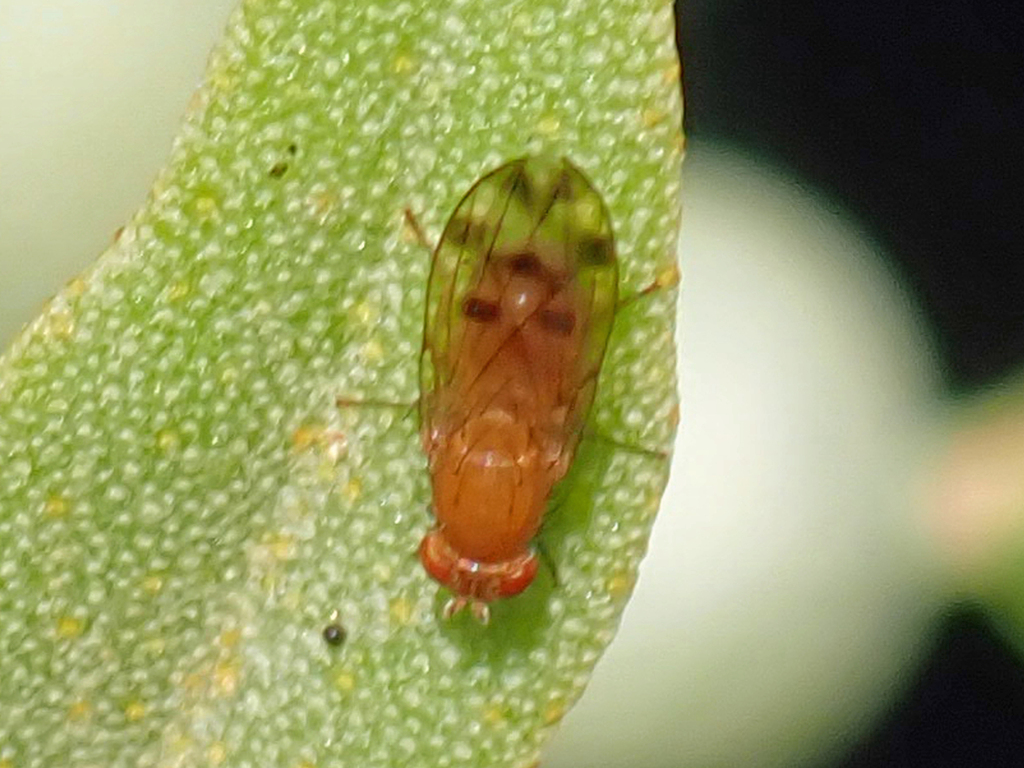 Homoneura from Maroochydore QLD 4558, Australia on October 27, 2022 at ...