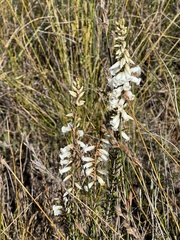 Epacris obtusifolia