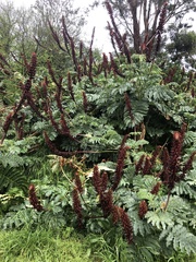 Melianthus major