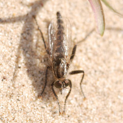 Dysmachus trigonus