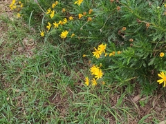 Euryops pectinatus