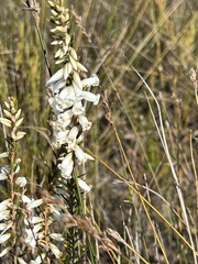 Epacris obtusifolia
