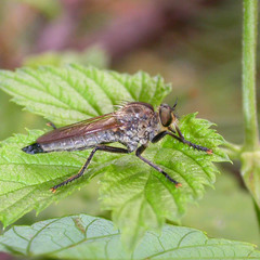 Eutolmus rufibarbis