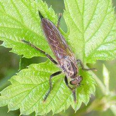Eutolmus rufibarbis