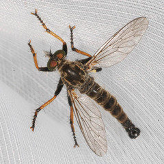 Neoitamus cothurnatus