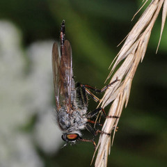Neoitamus socius