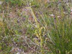 Tripterococcus brunonis