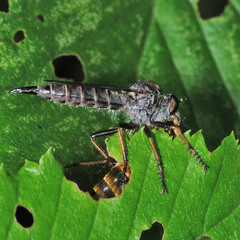 Neomochtherus geniculatus