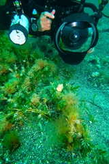 Brachaluteres jacksonianus