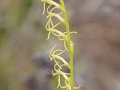 Tripterococcus brunonis