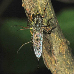 Neomochtherus geniculatus