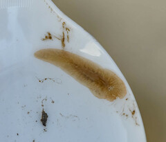 Leptoplanoidea