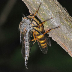 Neomochtherus geniculatus