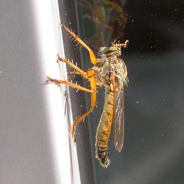 Aneomochtherus hungaricus