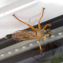 Aneomochtherus hungaricus