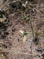 Albuca cooperi