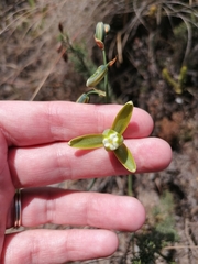 Albuca cooperi