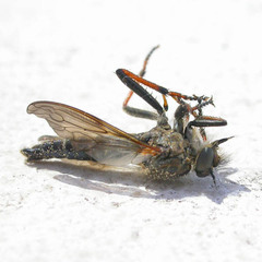 Pamponerus germanicus