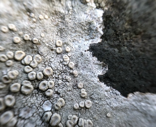 Crawfish Lichen