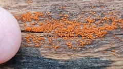 Hydropisphaera peziza