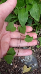 Muehlenbeckia australis