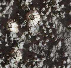 Semibalanus balanoides