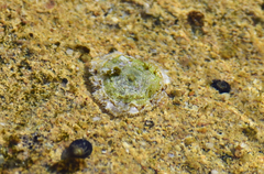 Patella caerulea