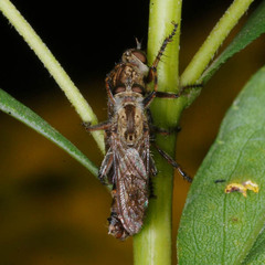 Tolmerus cingulatus