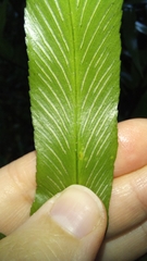Asplenium oblongifolium