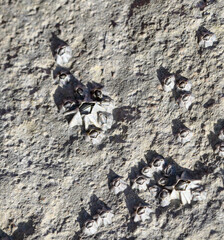 Austrominius modestus