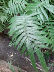 Christella acuminata