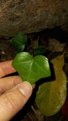 Hedera helix
