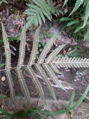Christella acuminata
