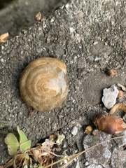 Plectotropis vulgivaga