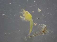 Eumalacostraca