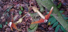 Aristolochia macrocarpa image