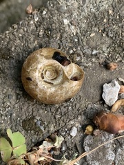 Plectotropis vulgivaga