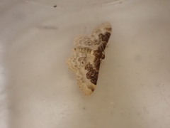 Idaea rusticata