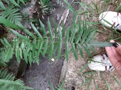 Christella acuminata
