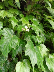 Begonia formosana