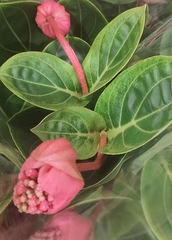 Magnoliopsida