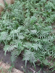 Christella acuminata